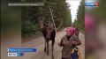 На лосиной ферме Печоро-Илычского заповедника начался гон сохатых