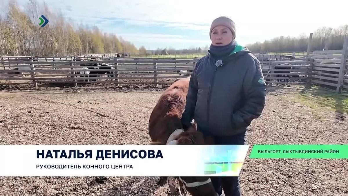 Известный в Сыктывкаре конный центр «Аврора» переехал в соседний Сыктывдин