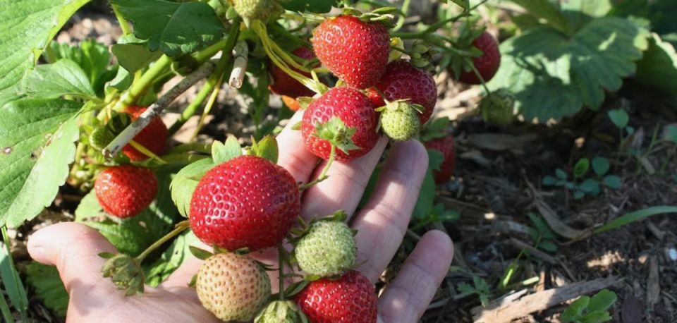 Как сохранить урожай клубники в жаркие месяцы: секреты ухода после плодоношения