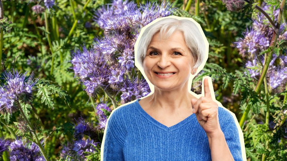 Если с урожаем беда, срочно сажайте фацелию: опытные дачники спасаются только ей