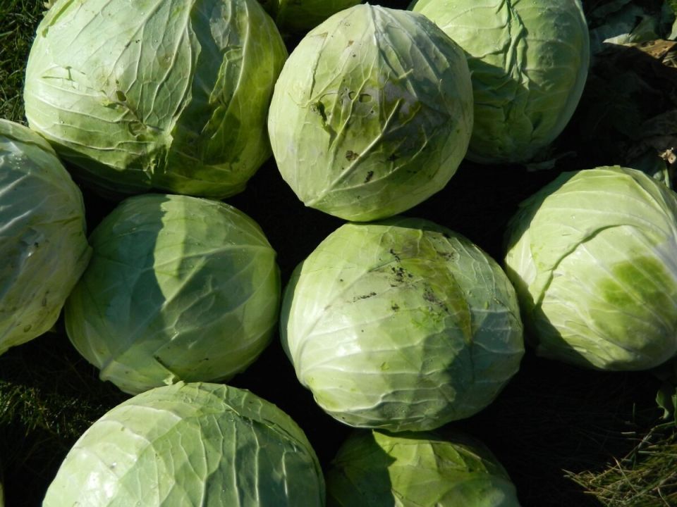 Оптимальные условия для богатого урожая капусты