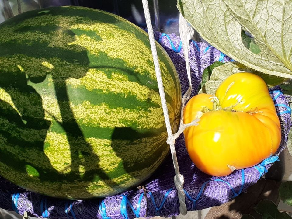 Арбузный август: результаты экспериментальной агрономии