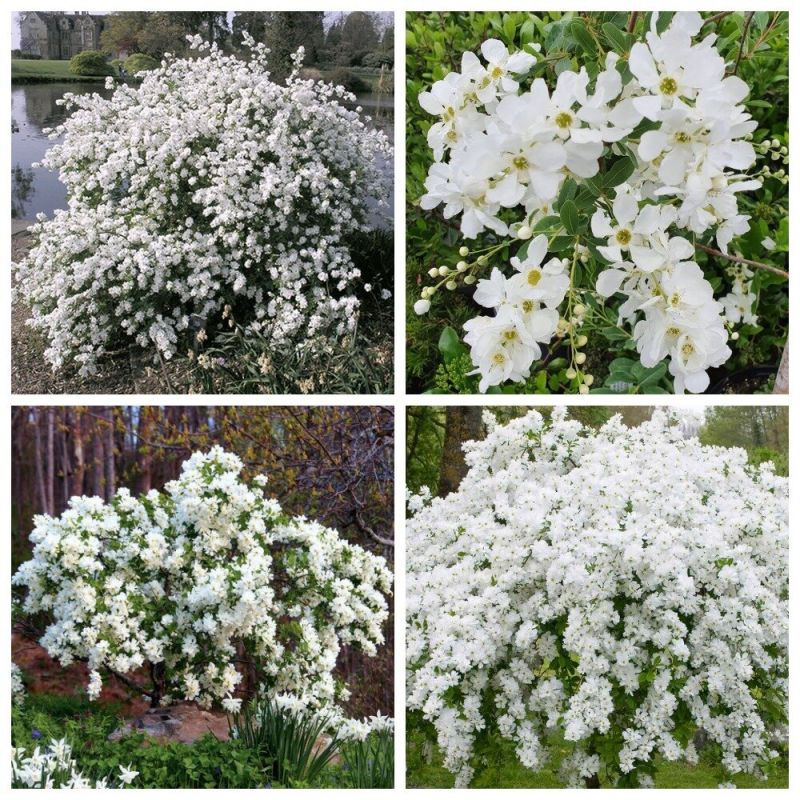 Экзохорда: привлекательность и зимостойкость, о которых вы должны знать