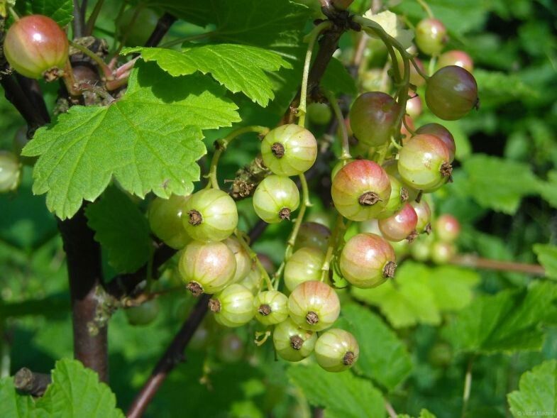 Как правильно подкармливать смородину в июне для богатого урожая