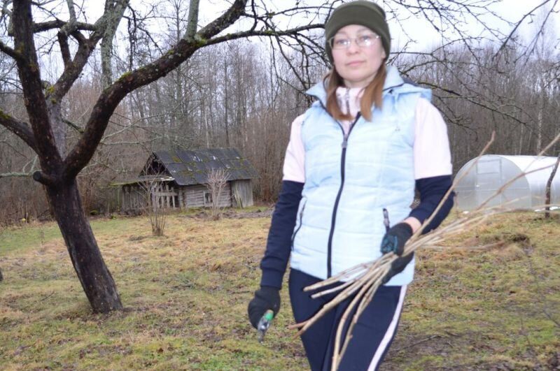 Зимнее укоренение смородины: секреты успешного размножения