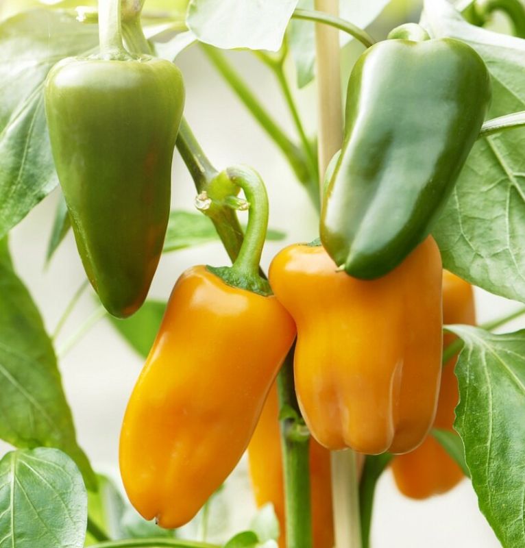 Как вырастить идеальный перец в теплице: секреты успешных садоводов