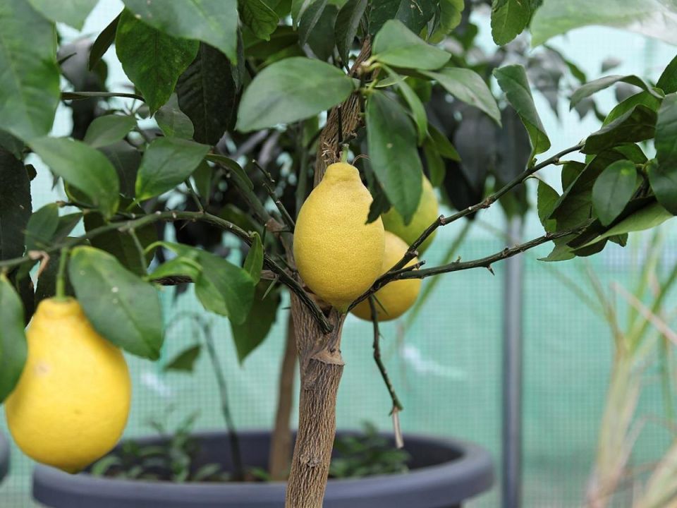 ���������� ����� �� �����: ������������ �������� ���������� �������� ���������