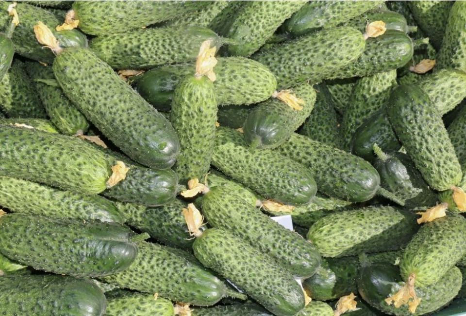 Горечь огурцов в августе: главные причины и решения проблемы