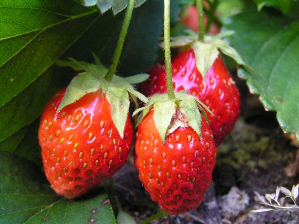 Как мульчирование помогает клубнике вырасти здоровой и вкусной: знакомьтесь с лучшими вариантами