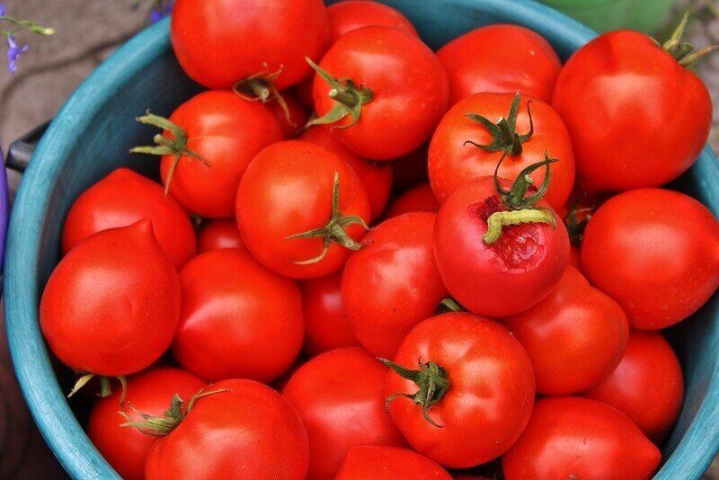 Томаты «Как на подбор»: идеальный выбор для жаркого лета