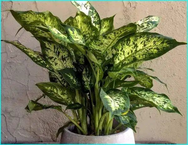 Почему диффенбахия — лучший выбор для вашего дома в 2026 году