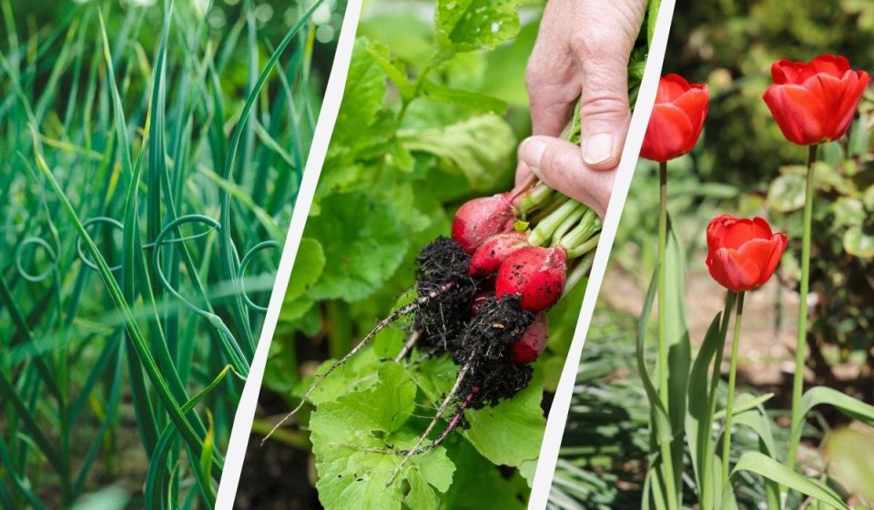 �������� �������: ��� ������ � ����� �� ����� �������?