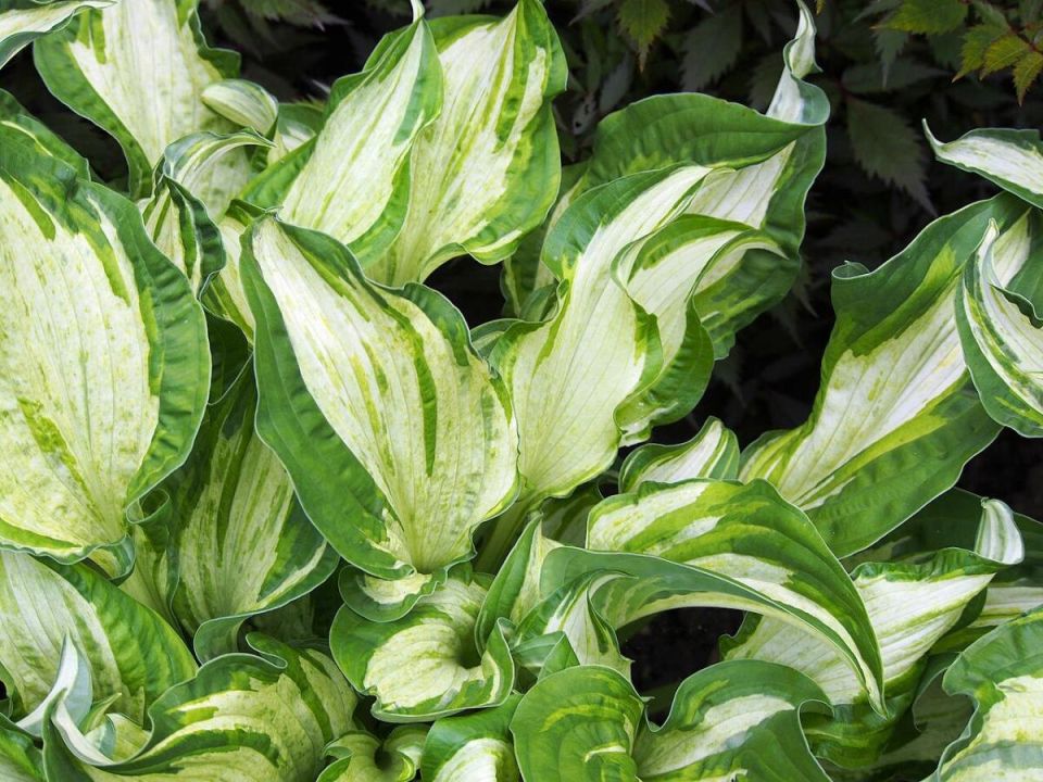 ������� ��������� ����: ��� ���������� �� �������� ��������