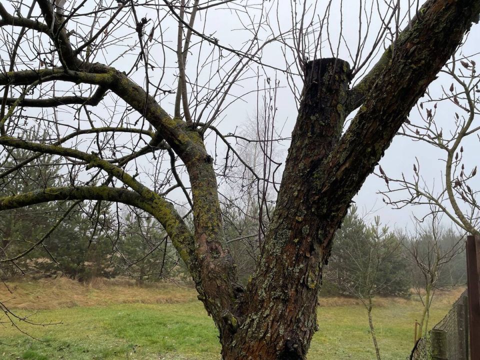 ��������� ����� ���� ���������: �������� ���������� ������� ������