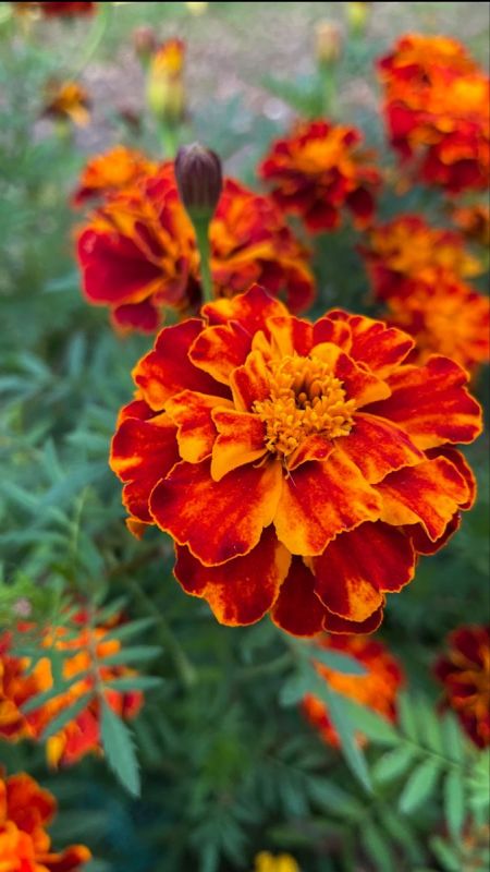 ��� �������� ����� ��������� ������ ����: 4 ����������� �����