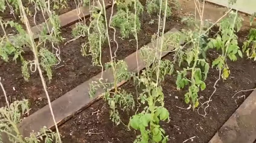 ����������� ��������� �����: ��� ������� ������������ �������� �������