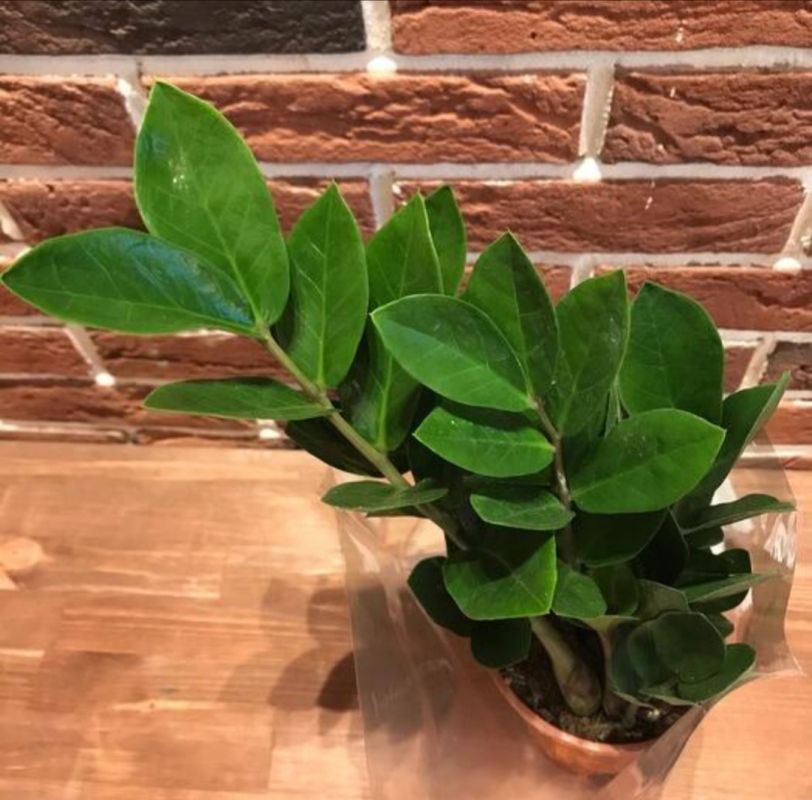 ������������: ���� �� �������� ����������� �������