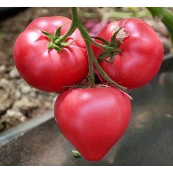 ����� ��������: ��������� ������ ��� ����������� � ������� ������