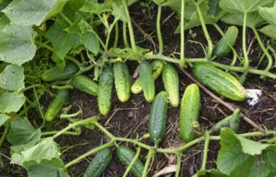 Как сделать вкусные томаты и огурцы: секреты сладости в огороде