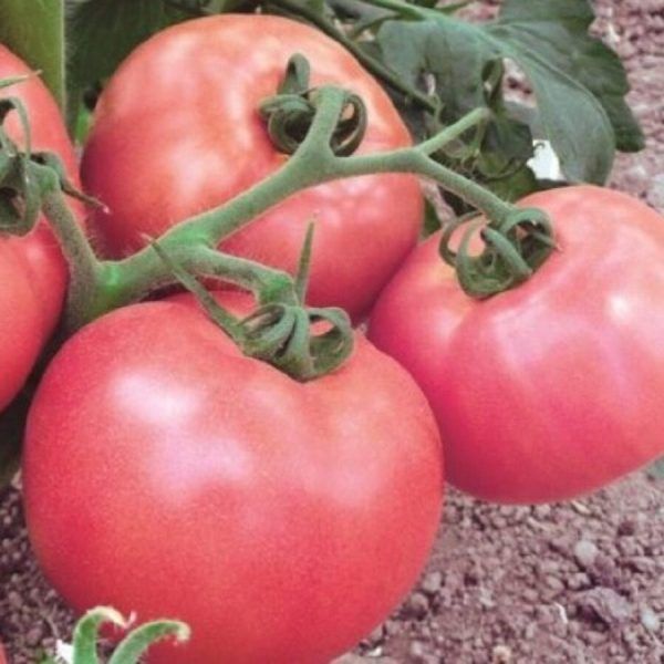 ����� ���� ������: ������� ������ � ���������� ��������