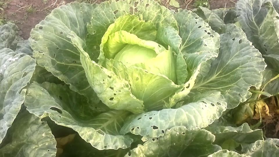 Чудо-способы защиты капусты от вредителей