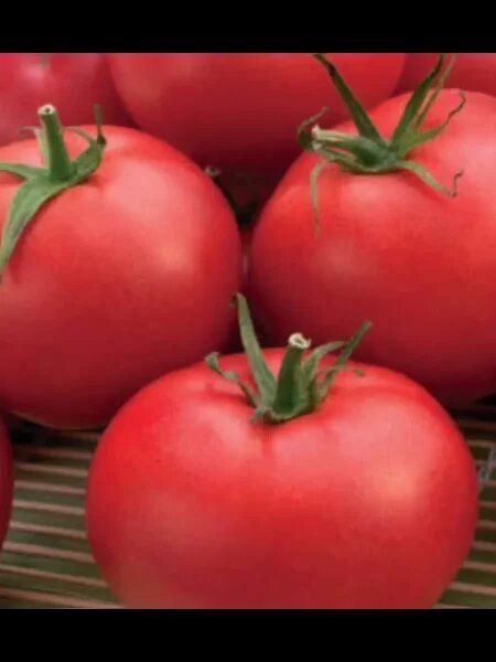 Томат Сковородина: простой путь к раннему и щедрому урожаю на малом пространстве