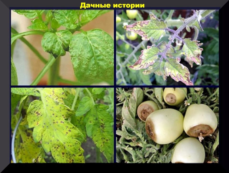 ��������� ����� �� ����� ������� � ������: ��� ���������� ����� ������ � ��� � ���� ����������?