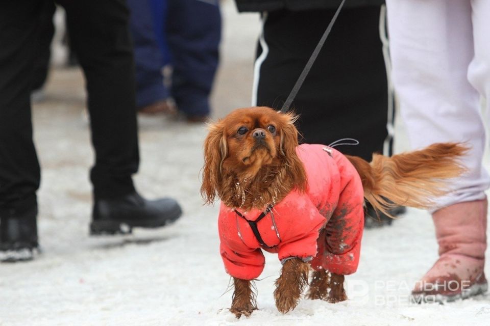 ������ �� ����� �������� ��������: �������� ���������� ��������� � ������