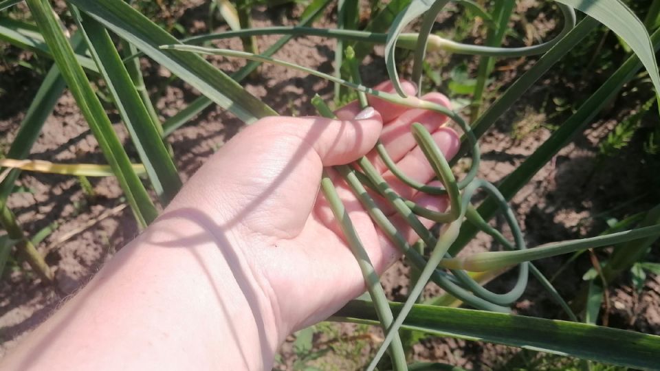 ��� ��������� ������������� ������ ����� �������� �������: ������� ��������� ������