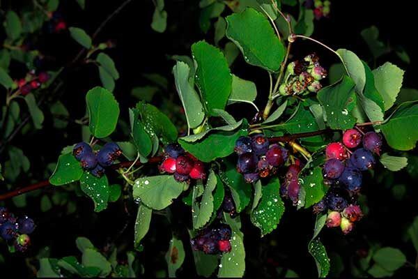 ���� ������� ���� � ��� ��������� ������� �������