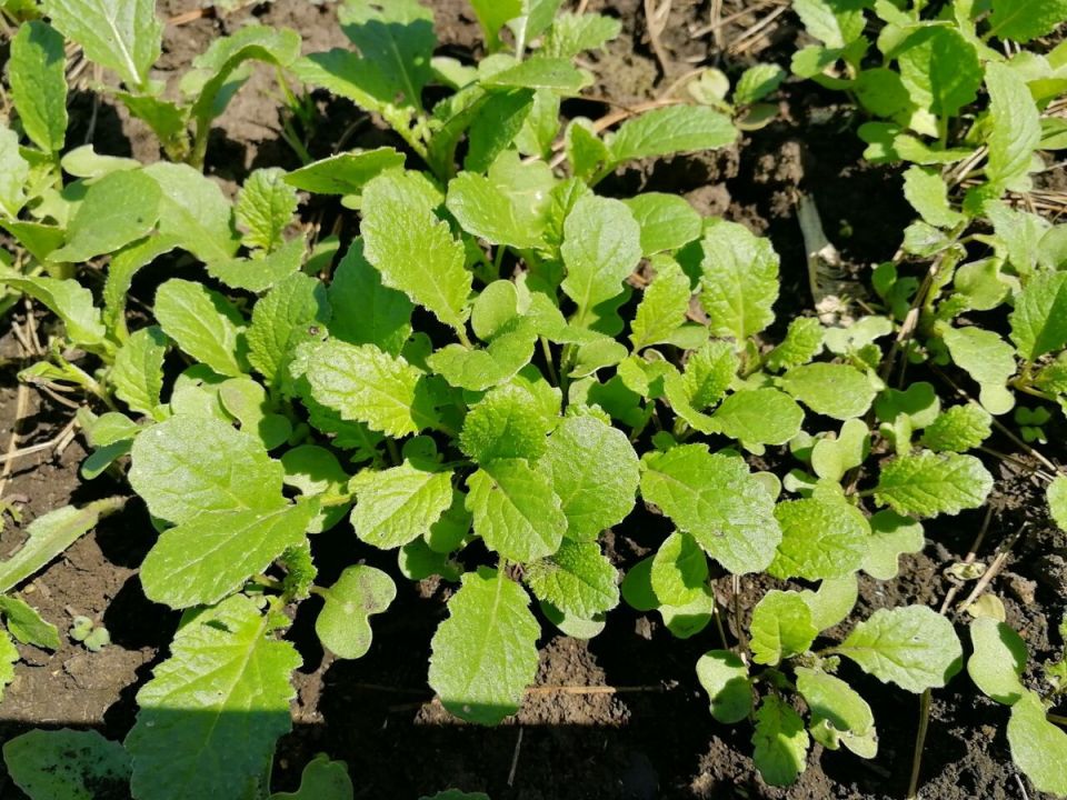 �������� � ������: ���� � ���������� �����������