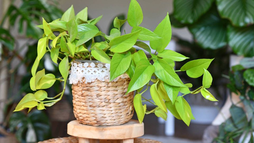 �������� ��������� ���������, � ����� �������� ����� � �������: ���� �� � ���������