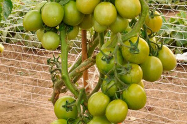 ������ ���� ������: ������� ������ � ������� �����