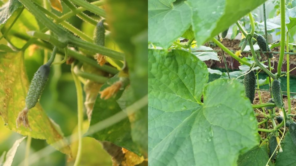 ��� �������� ����� ������� ������� ������ � ������ ����: ������� ���������