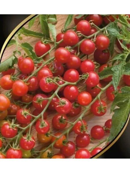 ����� ��������: ������� �������� ������ � ����� ����