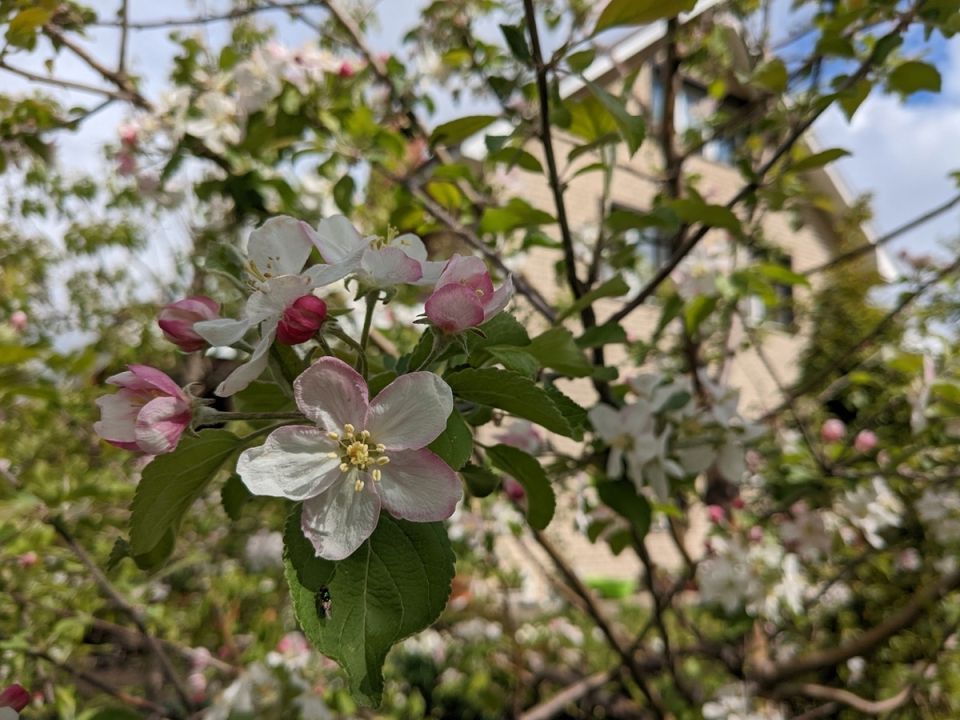 В истории и природе: яблоня