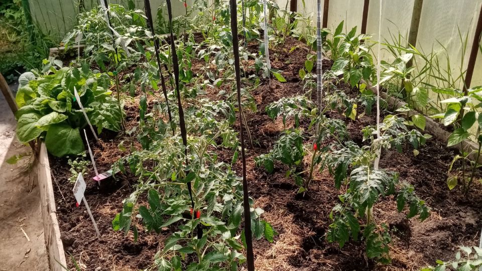 ��� ��������� �� ��������: ������� ������������ ������