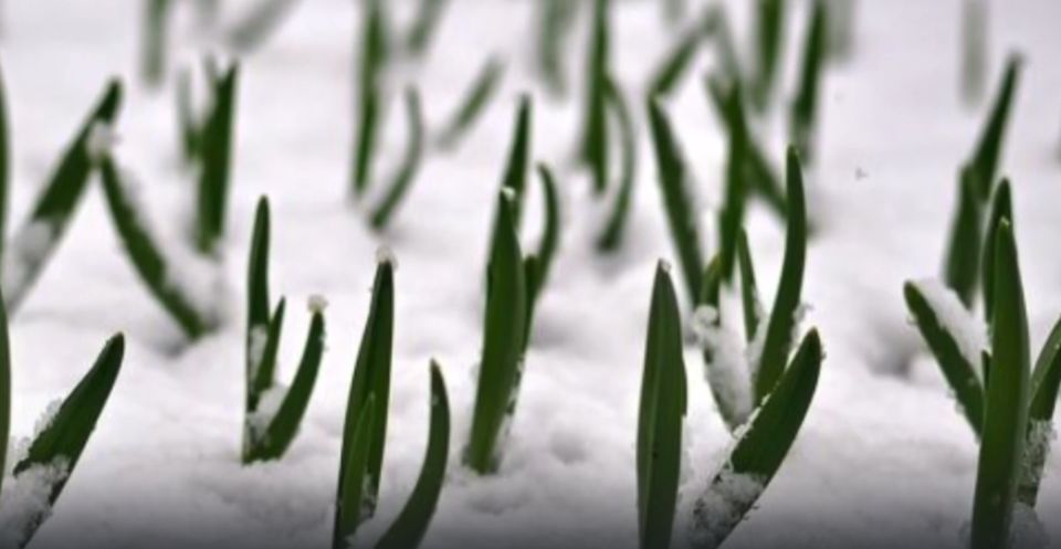 Как спасти озимый чеснок, проросший осенью: советы для дачников