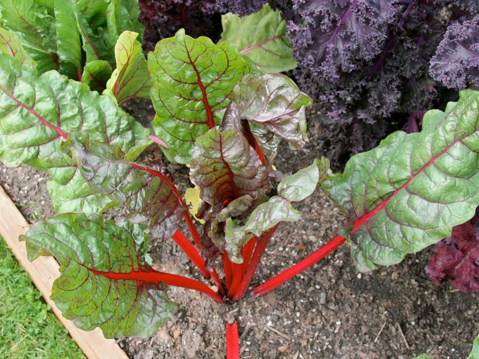 Как выбрать сорт свеклы для богатого урожая