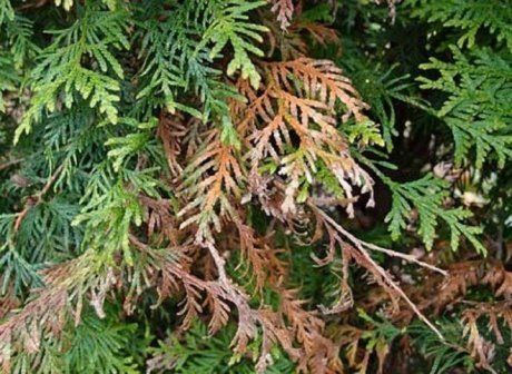 Как защитить тую от желтизны и увядания: основные причины и советы