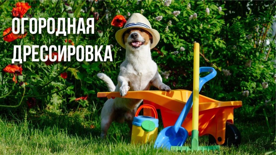 Как защитить свой огород от шалостей собаки