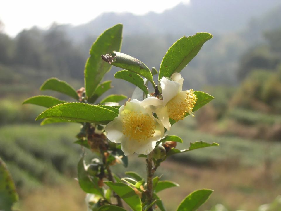 Чай: правда и мифы, которые стоит знать каждому