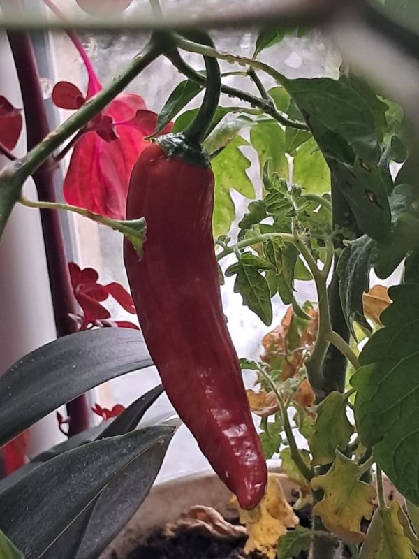 Как создать собственный огород на подоконнике: растим зелень с комфортом