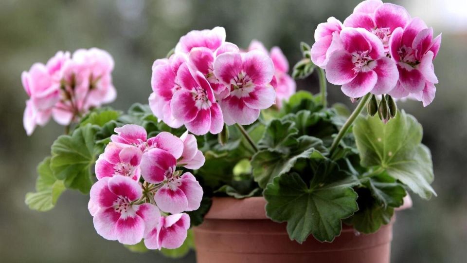 Как вырастить герань: секреты пышного цветения