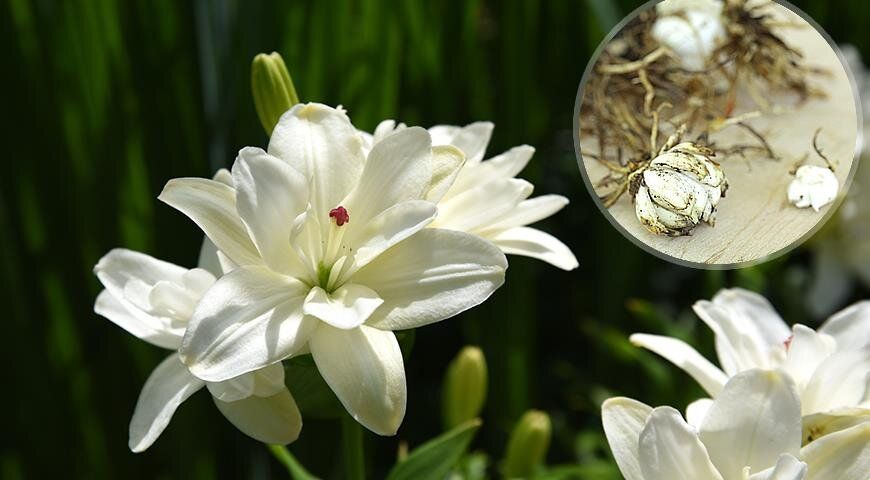 �����: �������� �������� ����������� �������� ������