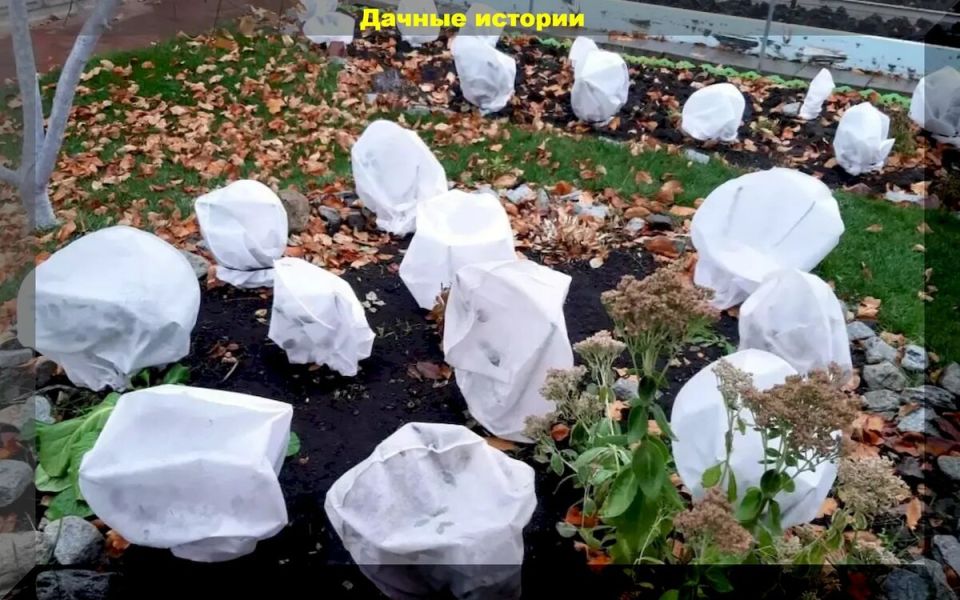 Когда и как открывать розы: советы для садоводов