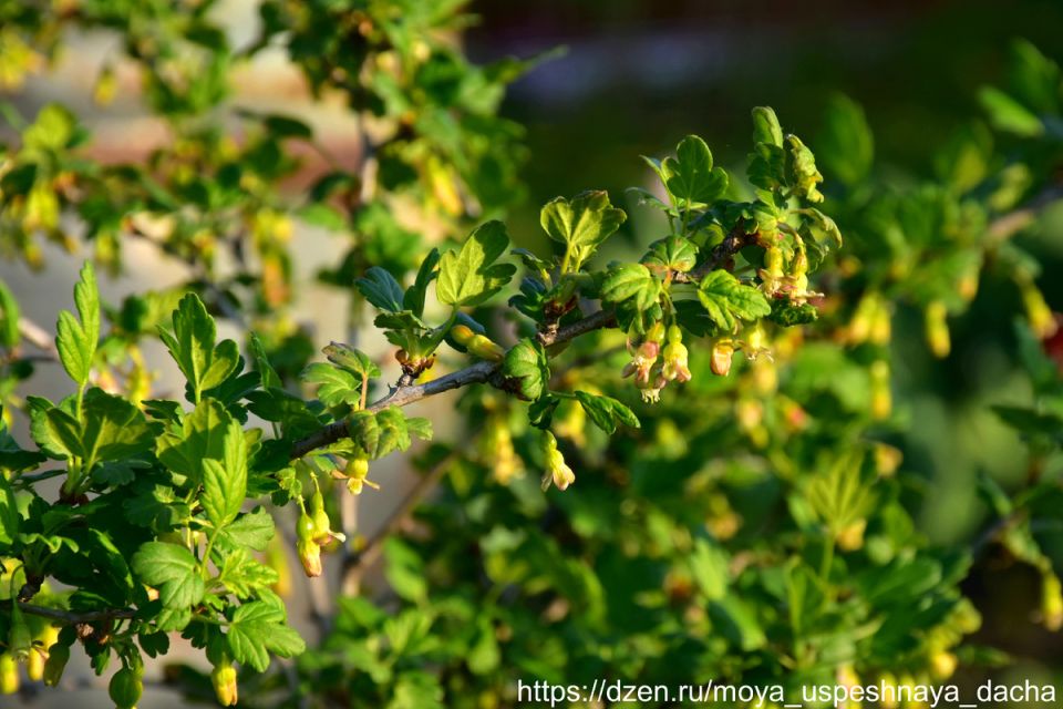 Как ухаживать за крыжовником в период завязи ягод
