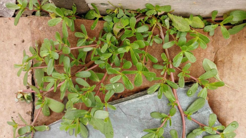 Способы побеждать портулак: 5 эффективных методов