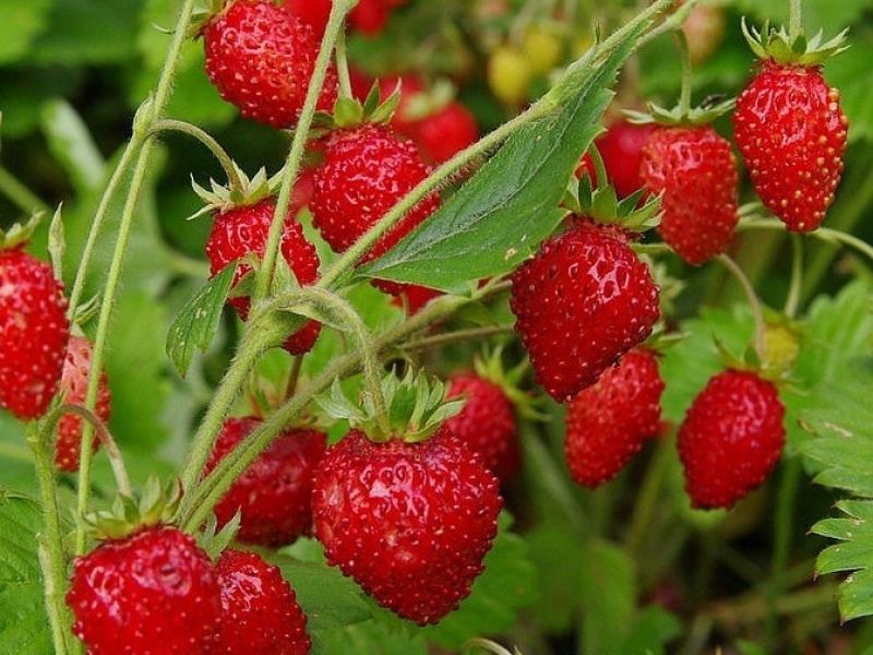 Как получить богатый урожай земляники: советы по обработке