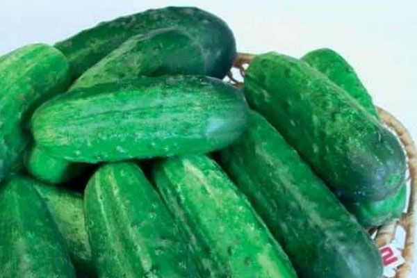 Как вырастить огурцы сорта Крепыш: советы для садоводов и дачников